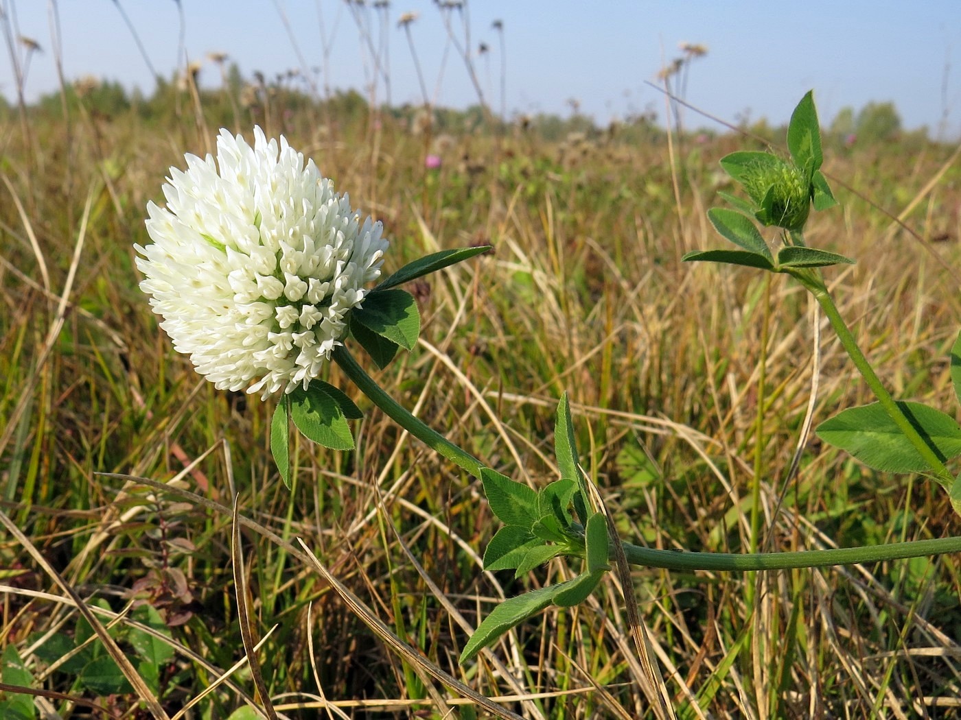 Изображение особи Trifolium pratense var. albiflorum.