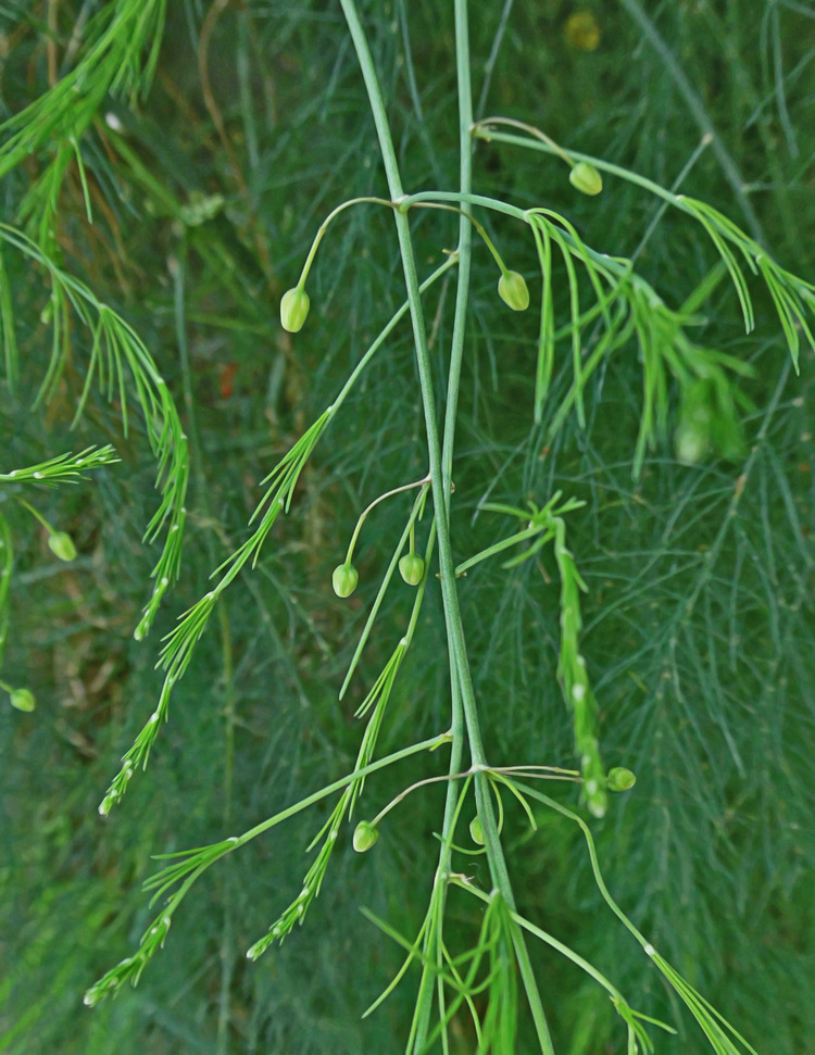 Image of Asparagus officinalis specimen.