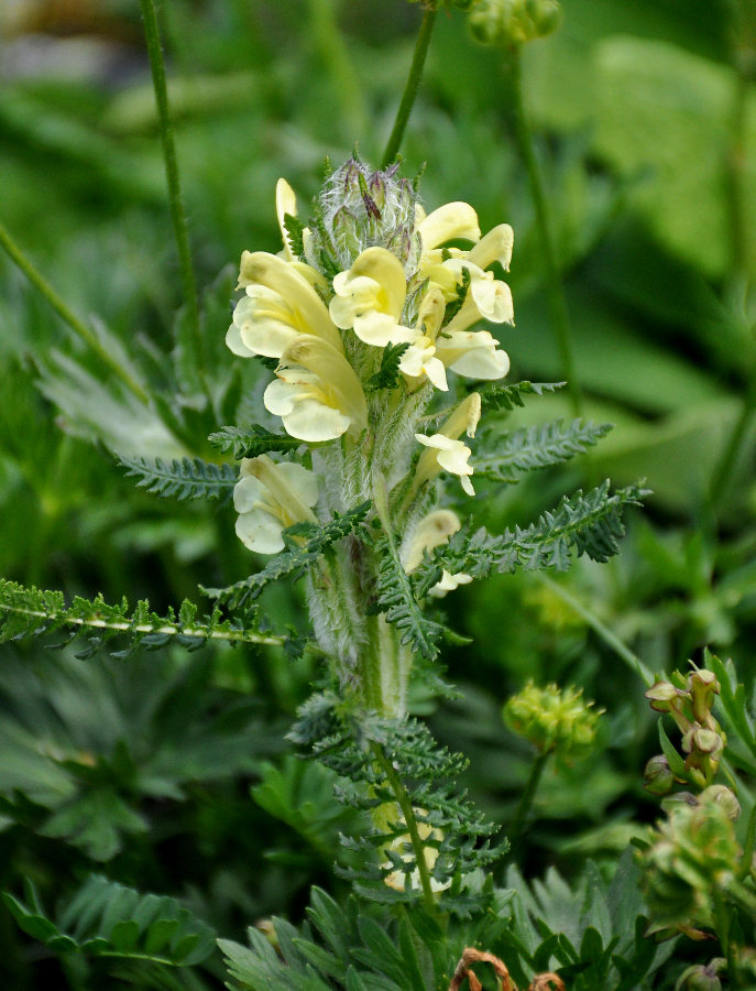 Изображение особи Pedicularis sibthorpii.