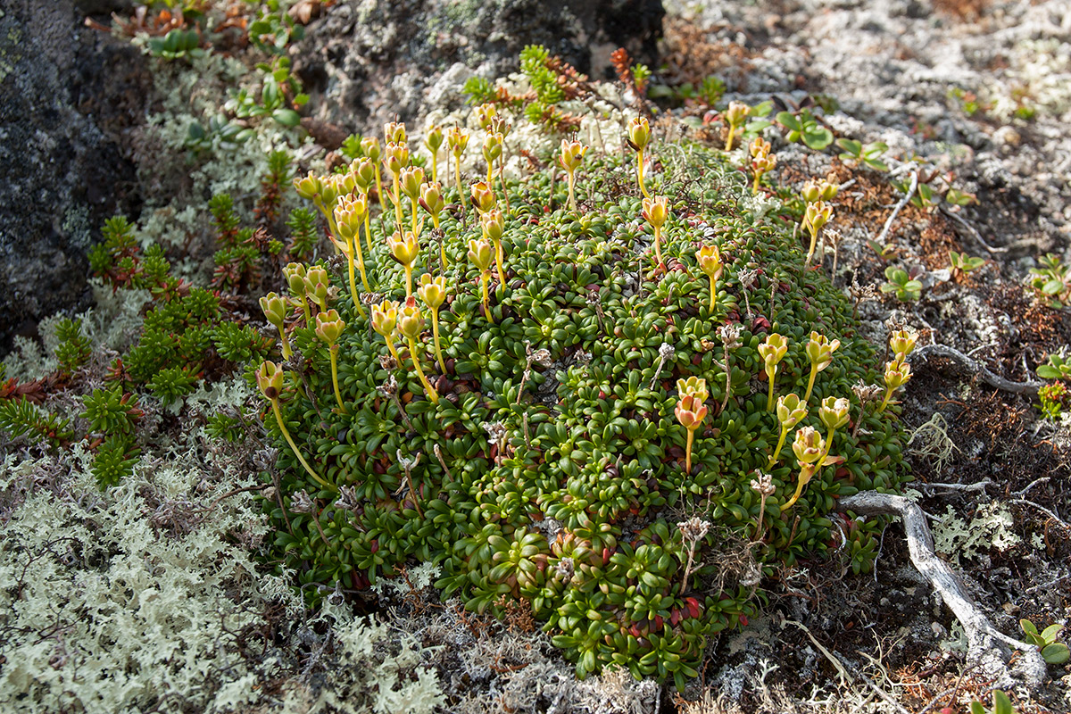 Изображение особи Diapensia lapponica.