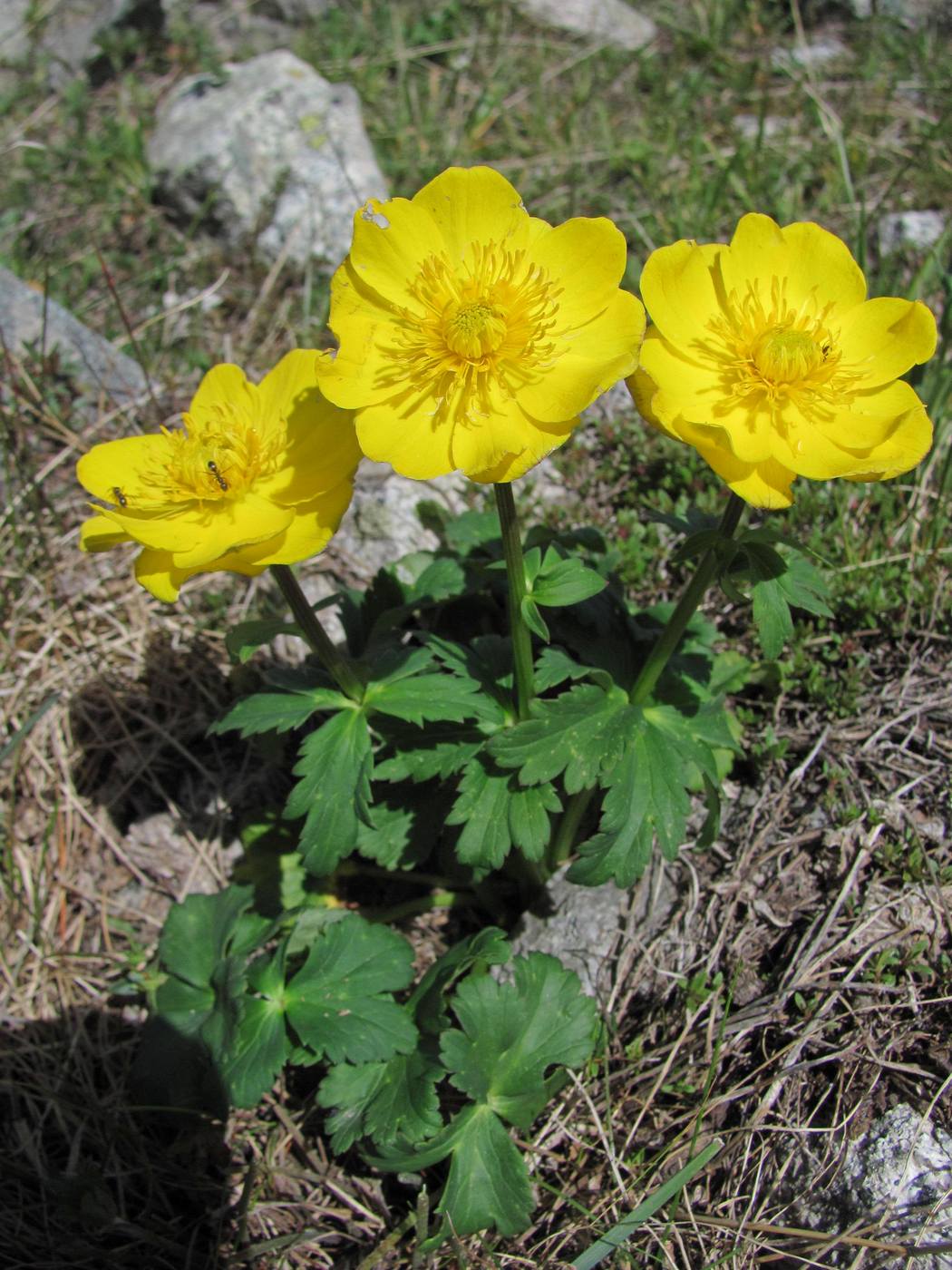 Image of Trollius dschungaricus specimen.