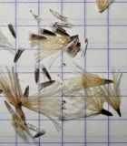 Image of taxon representative. Author is Анна Малыхина