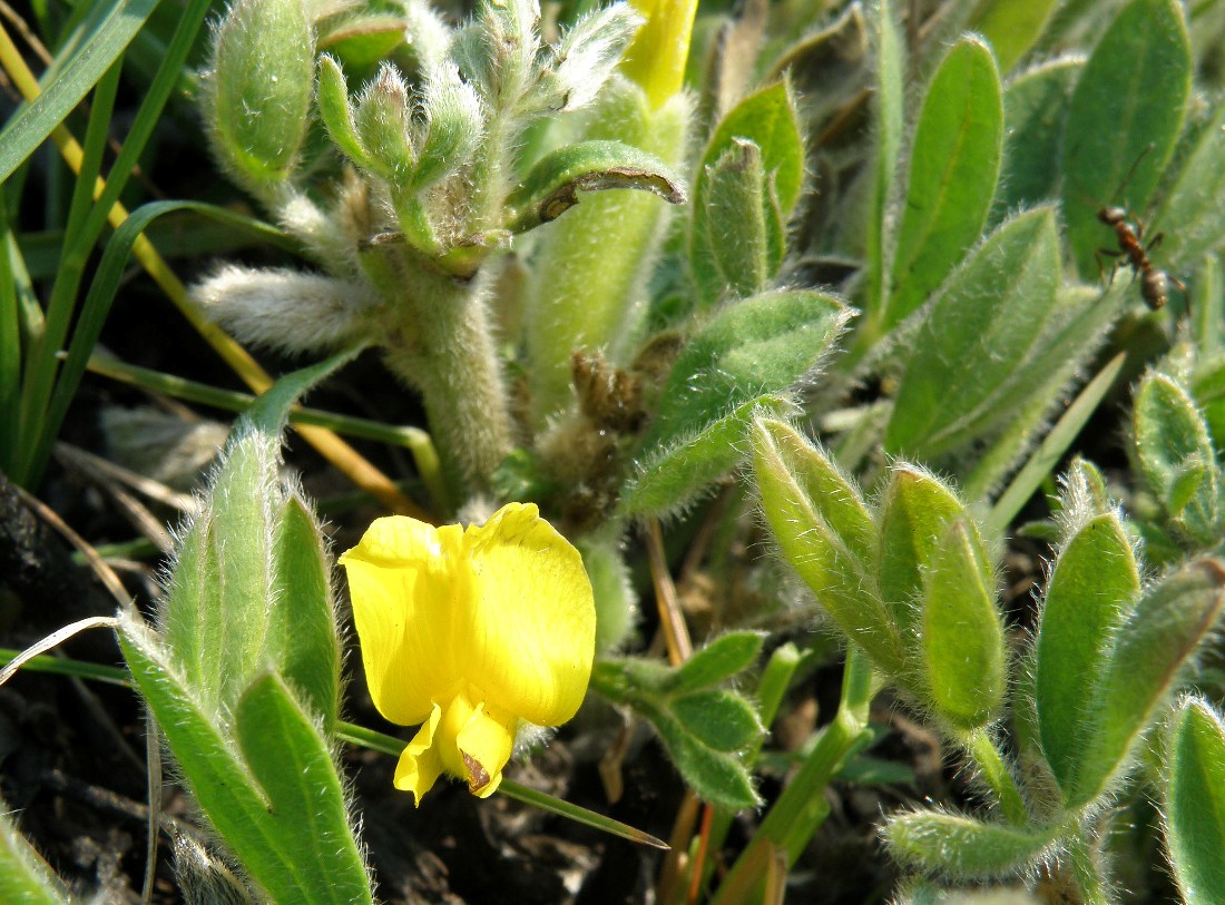 Изображение особи Chamaecytisus lindemannii.