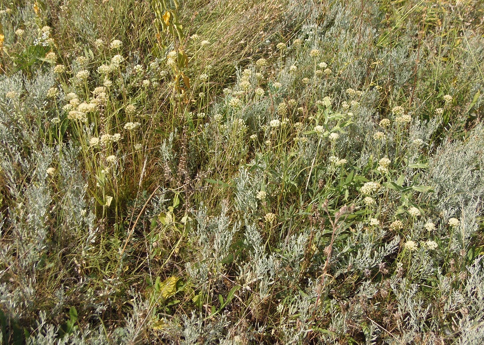 Image of Allium flavescens specimen.