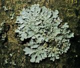 Image of taxon representative. Author is Виталий Гуменюк