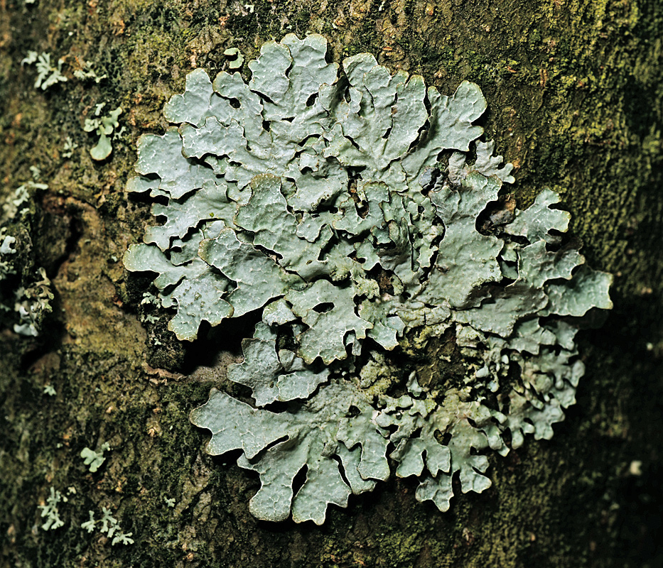 Image of Parmelia sulcata specimen.