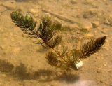 Ceratophyllum demersum. Растение в воде. Украина, Запорожский р-н, пруд возле ст. Растущая. 15.05.2016.