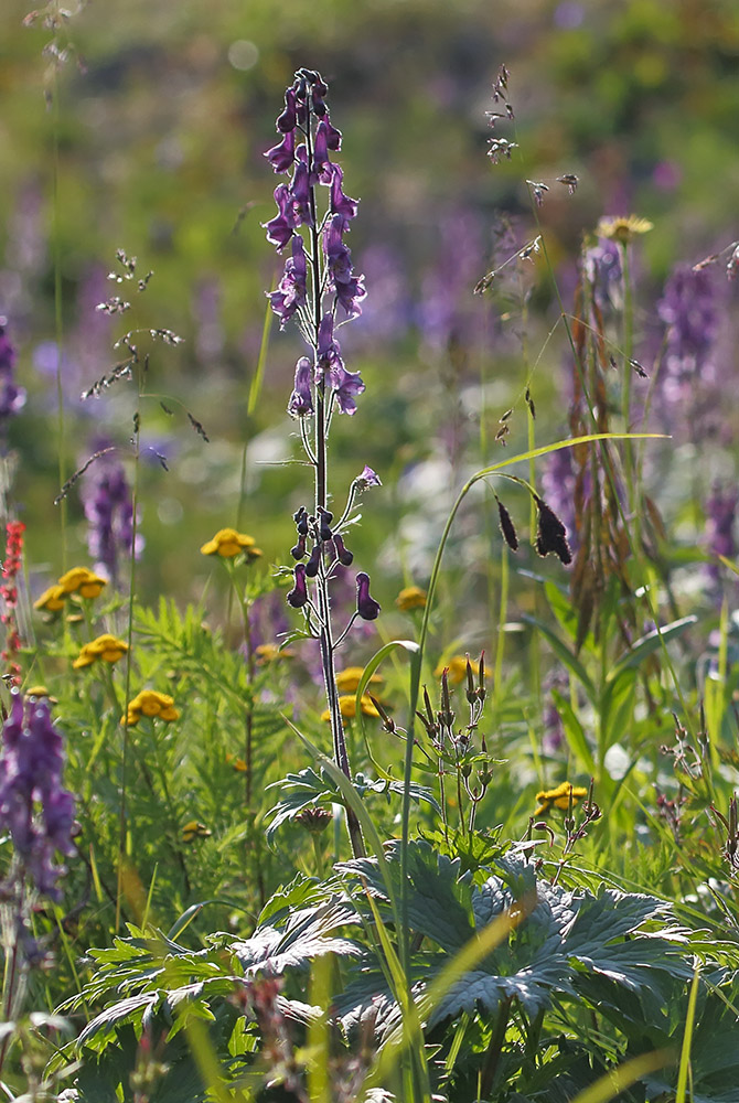 Изображение особи род Aconitum.