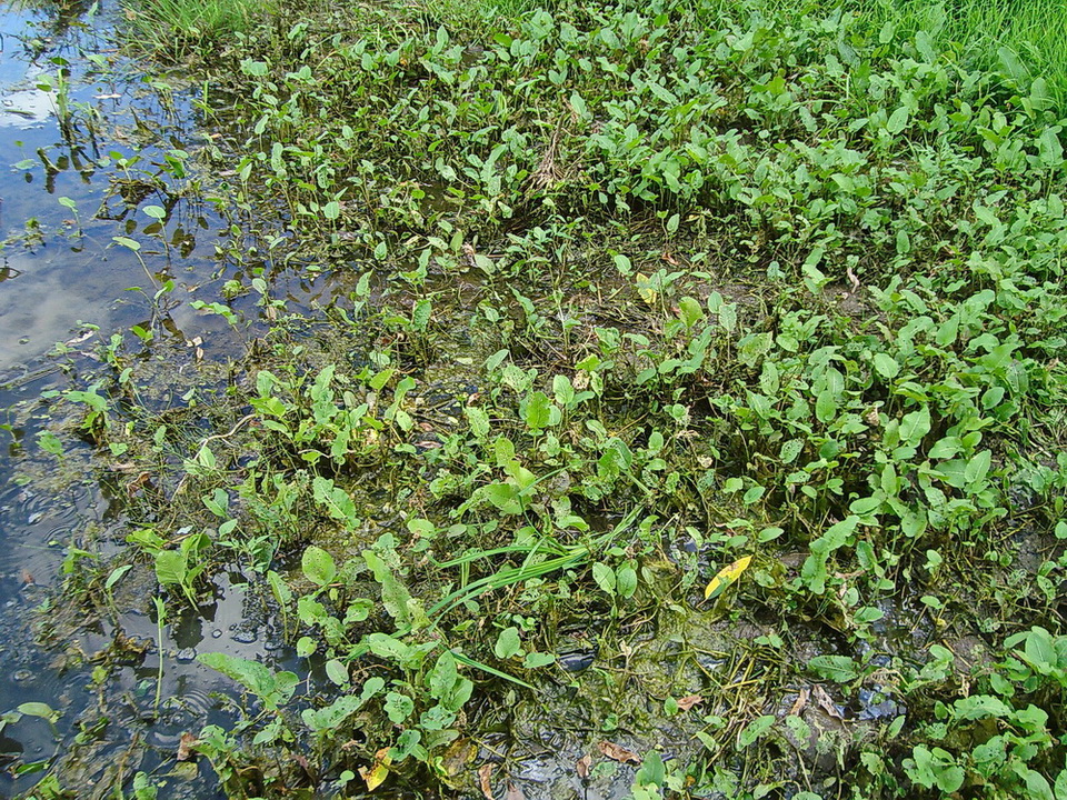 Image of Rorippa amphibia specimen.