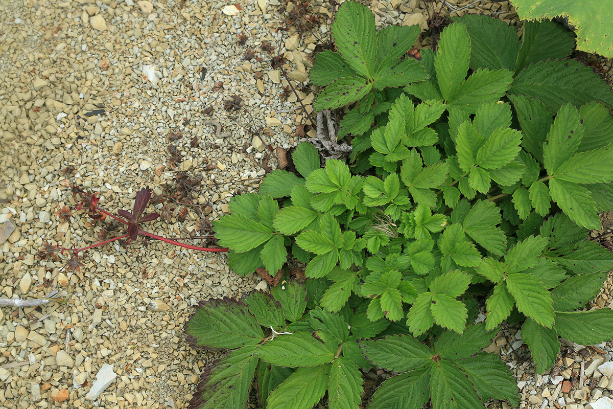 Image of Potentilla sprengeliana specimen.