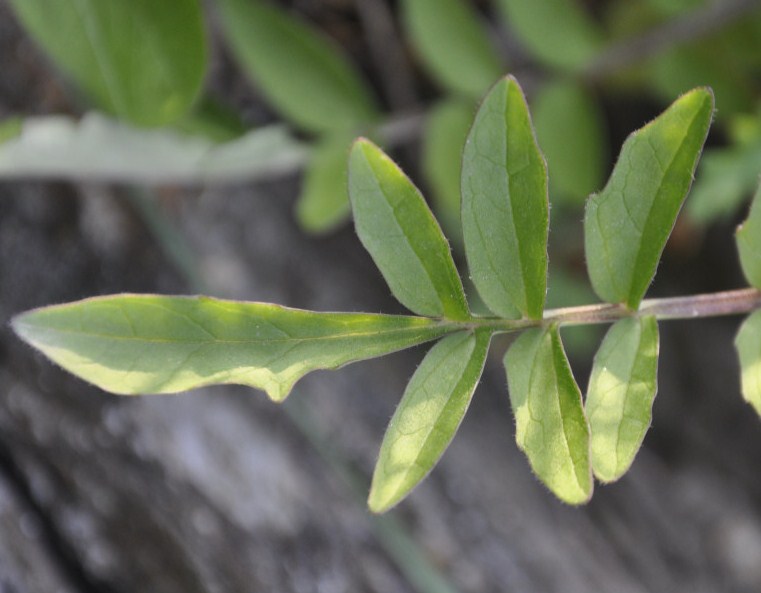 Изображение особи Valeriana dioscoridis.