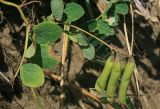 Lathyrus japonicus. Верхушка плодоносящего побега. Сахалинская обл., Томаринский р-н, окр. м. Старомаячный, подмытый берег в устье р. Чирай при впадении ее в Татарский пролив. 21.08.2016.