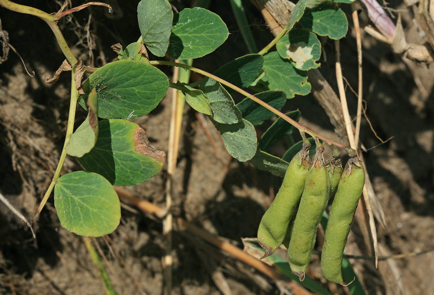 Изображение особи Lathyrus japonicus.