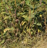 Salvia deserta. Нижняя часть доцветающего растения. Восточный Казахстан, г. Усть-Каменогорск, правый берег р. Иртыш, луг. 27.09.2016.