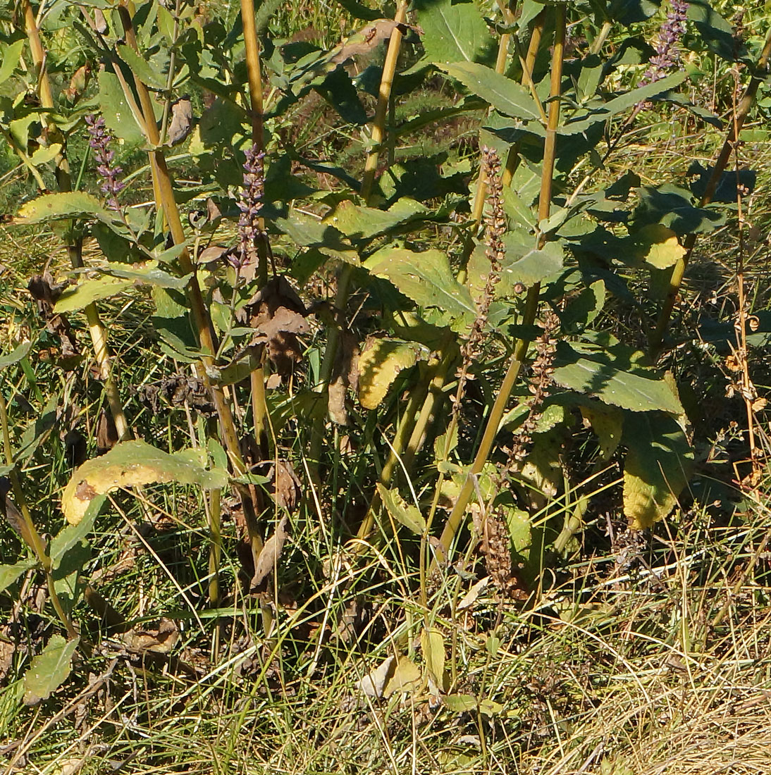 Изображение особи Salvia deserta.