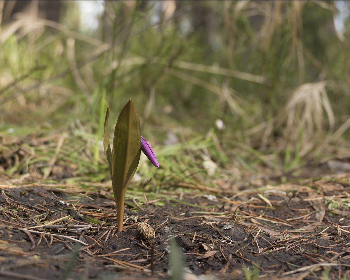 Изображение особи Erythronium sibiricum.