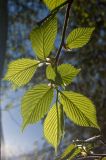 Ulmus glabra. Ветка с молодыми листьями. Средний Урал, Пермский край, Добрянский р-н, 5 км от ст. Ярино, опушка смешанного леса. Май 2014 г.