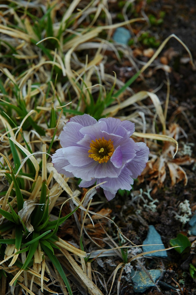 Изображение особи Trollius lilacinus.