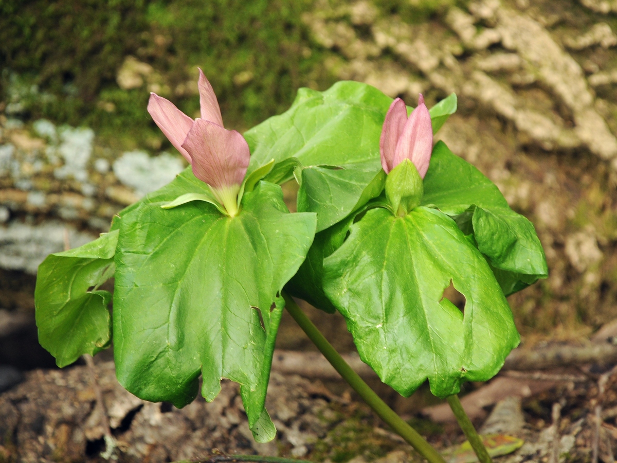 Изображение особи Trillium chloropetalum.