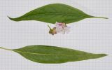 genus × Chitalpa