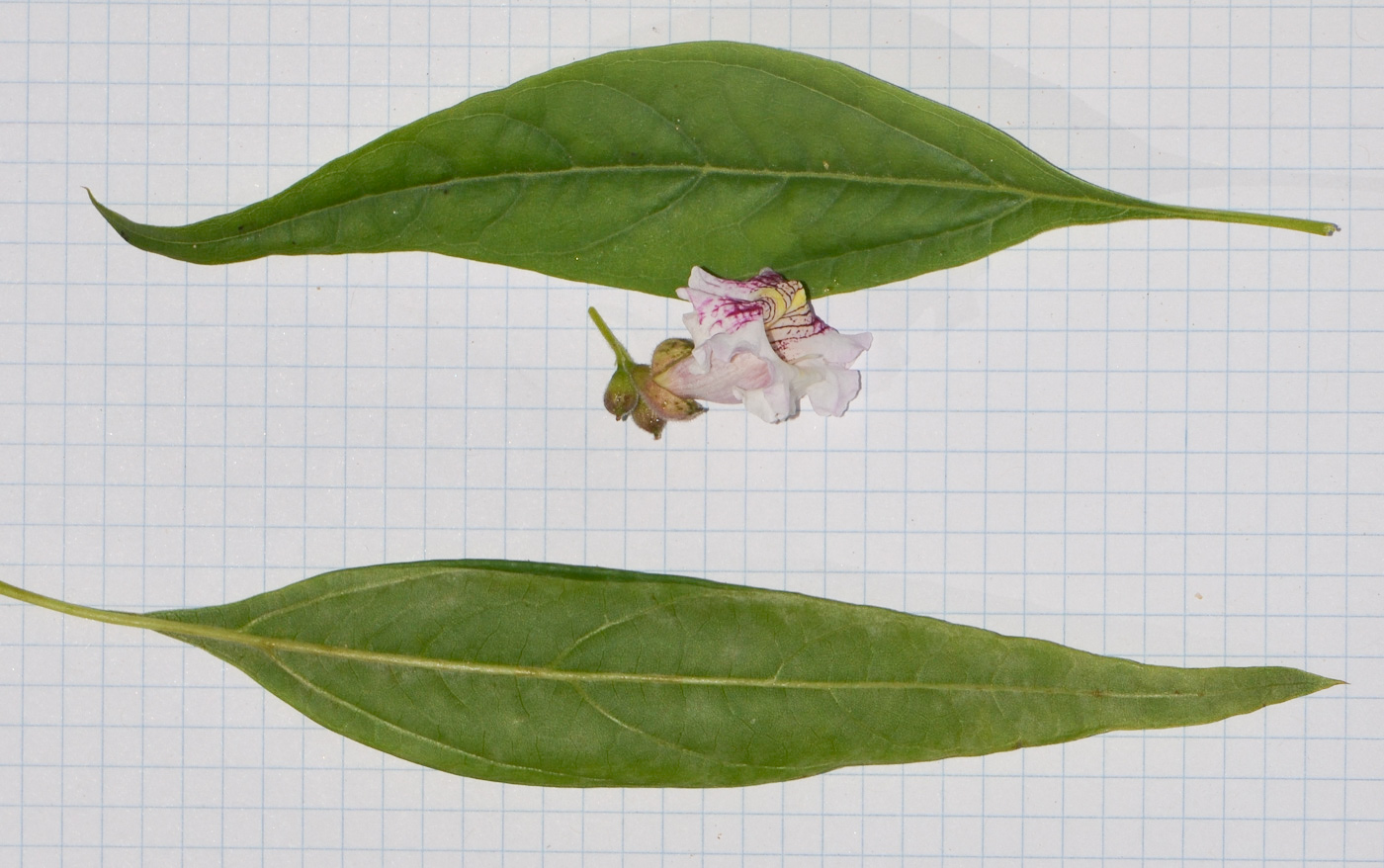 Image of genus &times; Chitalpa specimen.