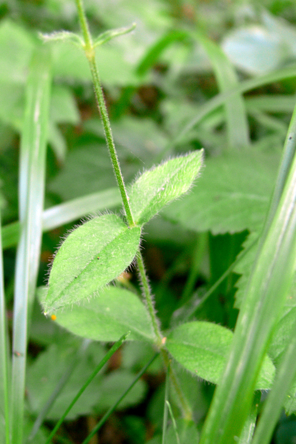 Изображение особи Cerastium pauciflorum.