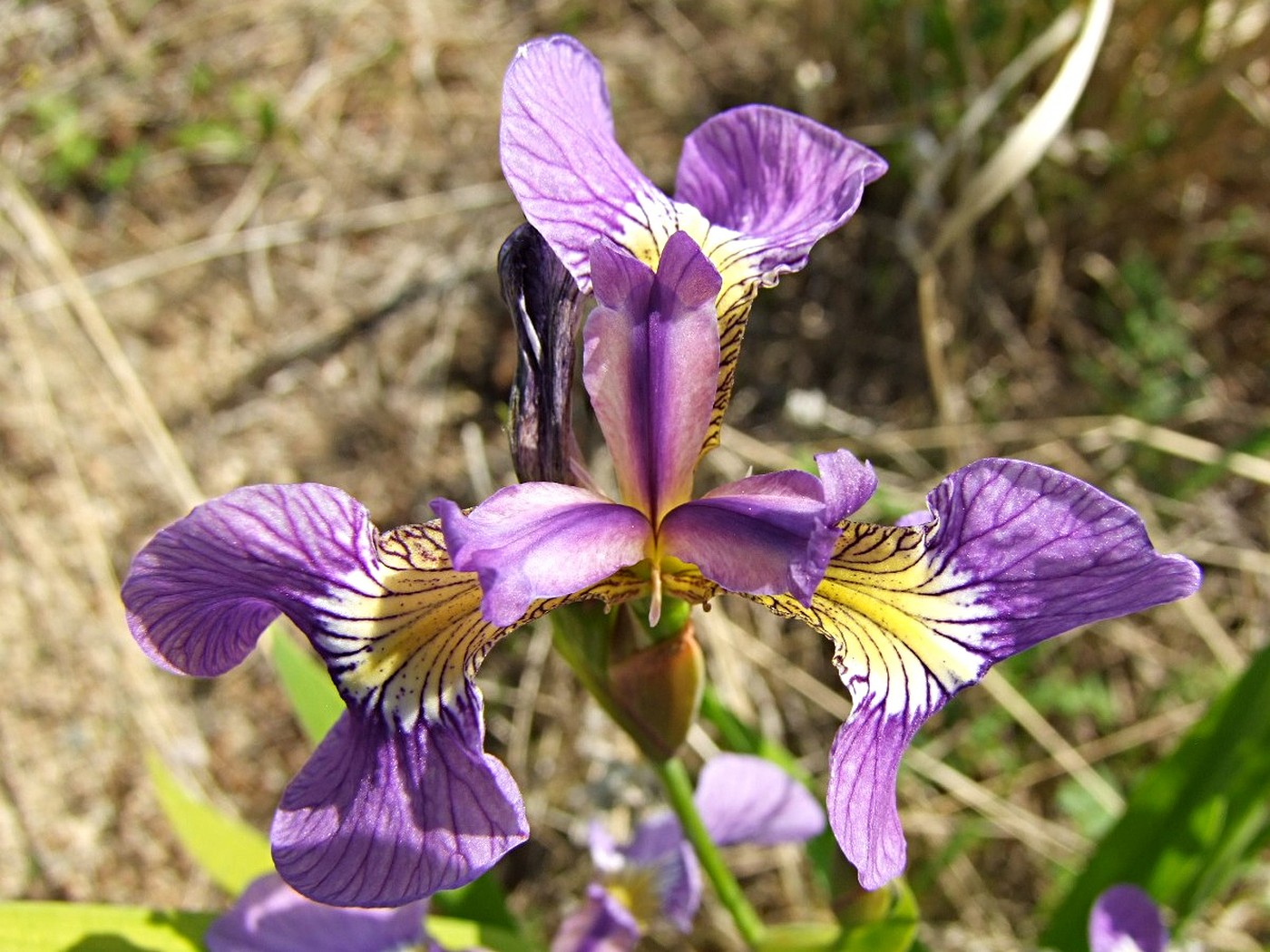 Image of Iris setosa specimen.