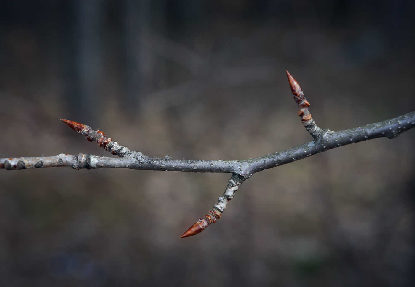 Изображение особи Populus tremula.