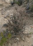 Mulguraea tridens. Растение в состоянии покоя. Аргентина, пров. Санта Круз, нац. парк Bosque petrificado, полупустыня. 19.03.2014.