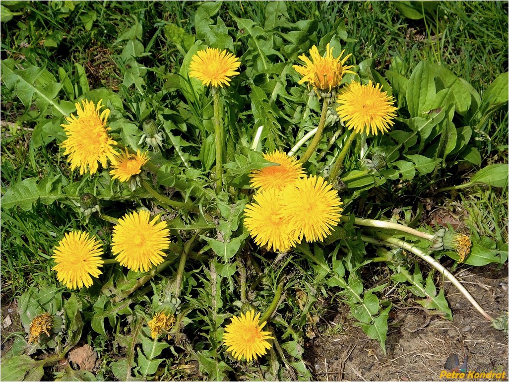 Изображение особи Taraxacum officinale.