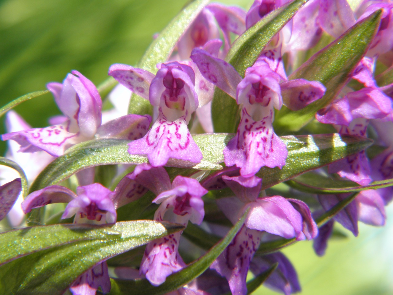 Image of Dactylorhiza incarnata specimen.