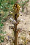 Orobanche cumana. Соцветие. Узбекистан, г. Ташкент, оплывший лёссовый холм; остатки исторического памятника \"Актепа Чиланзар\". 29.05.2017.