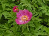 Paeonia officinalis
