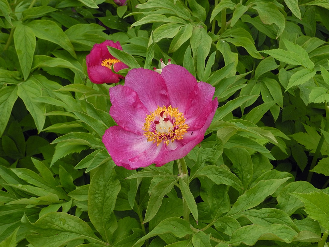 Изображение особи Paeonia officinalis.