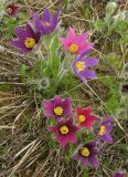 Pulsatilla vulgaris