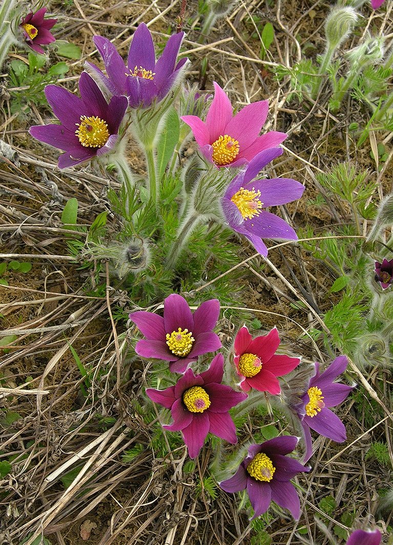 Image of Pulsatilla vulgaris specimen.