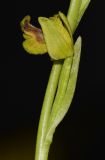 Ophrys lutea subspecies galilaea. Часть побега с цветком. Израиль, горы Самарии (западная часть), поселение Альпей Менаше, каменистый склон, выс. ок. 300 м н. у. м. 17.03.2017.
