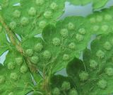 Polystichum setiferum. Часть вайи со спорангиями (вид снизу). Краснодарский край, хр. Ачишхо, ок. 900 м н.у.м., берег р. Бешенка. 26.06.2017.