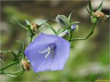 Campanula persicifolia