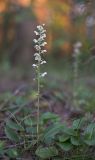 Pyrola rotundifolia. Цветущее растение. Кировская обл., Кирово-Чепецкий р-н, ур. Большое Каринское Болото,, полоска березняка вдоль насыпи ж. д. 15.07.2017.