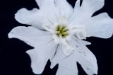 Melandrium album