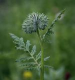 Phacelia tanacetifolia