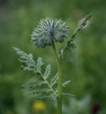 Phacelia tanacetifolia. Верхушка растения с развивающимся соцветием. Пермский край, г. Пермь, Кировский р-н, травянистый газон у жилого дома. 23.07.2017.