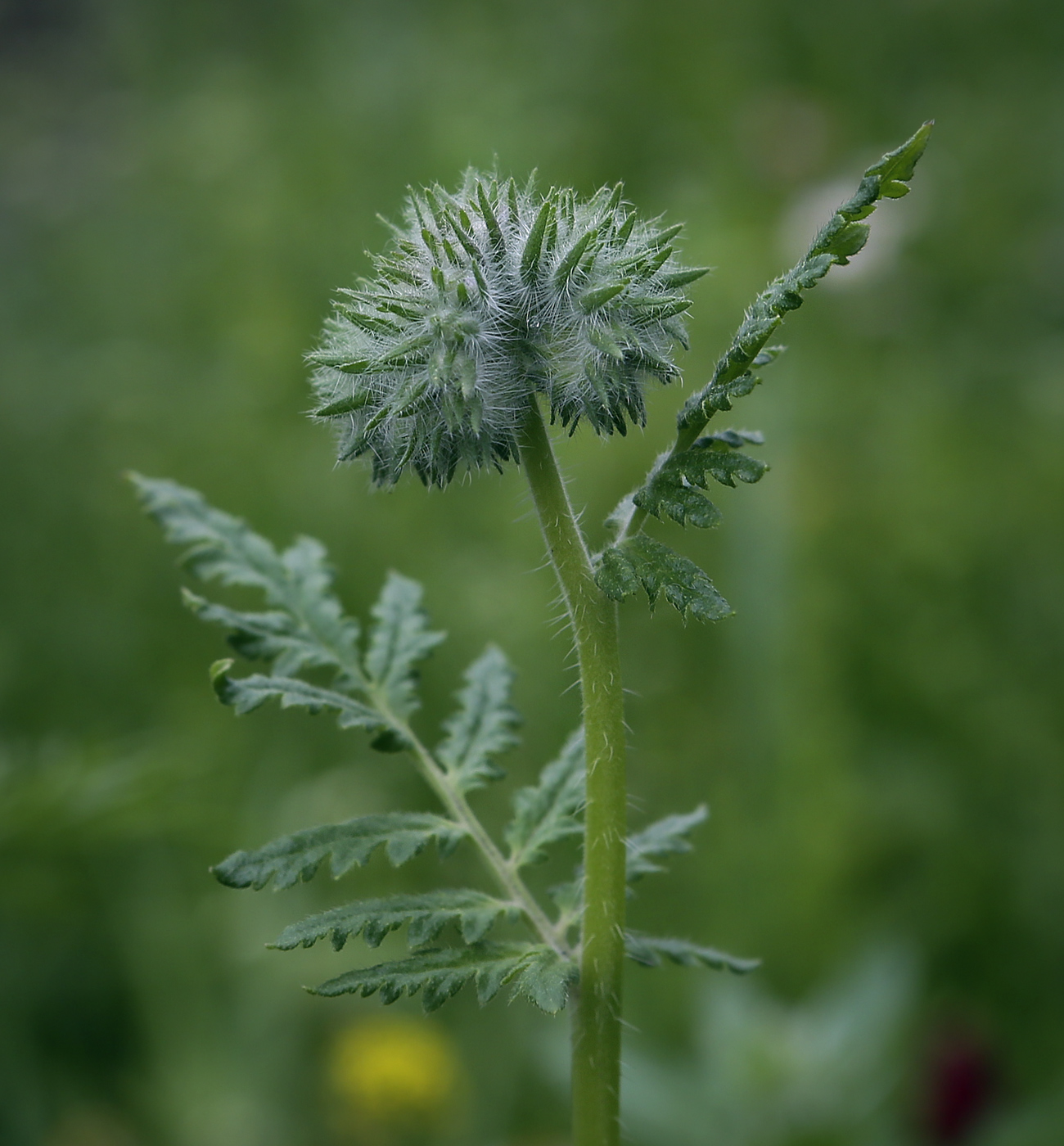 Image of Phacelia tanacetifolia specimen.