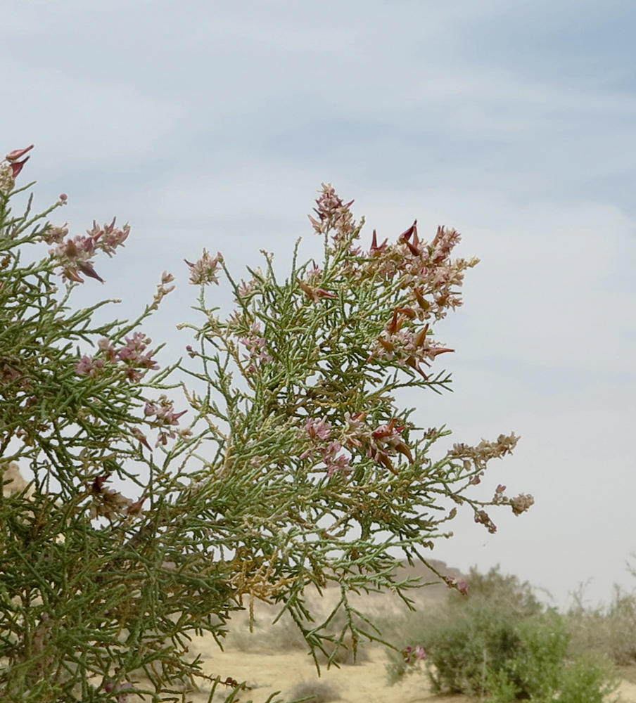 Изображение особи Tamarix passerinoides.