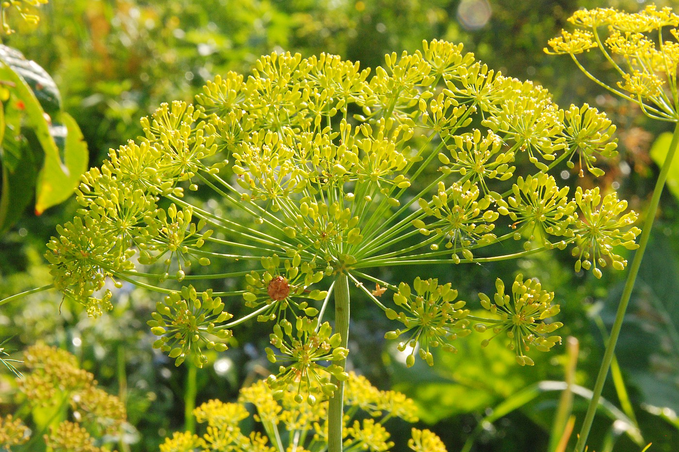 Изображение особи Anethum graveolens.