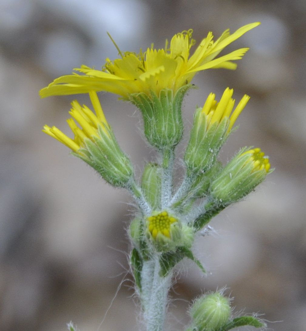 Изображение особи род Hieracium.