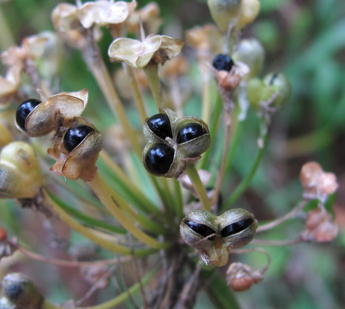 Изображение особи Allium victorialis.