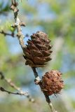 Larix sibirica. Часть ветви со зрелыми шишками. Ленинградская обл., Кировский р-н, окр. дер. Петровщина, луг на известняке. 04.06.2017.