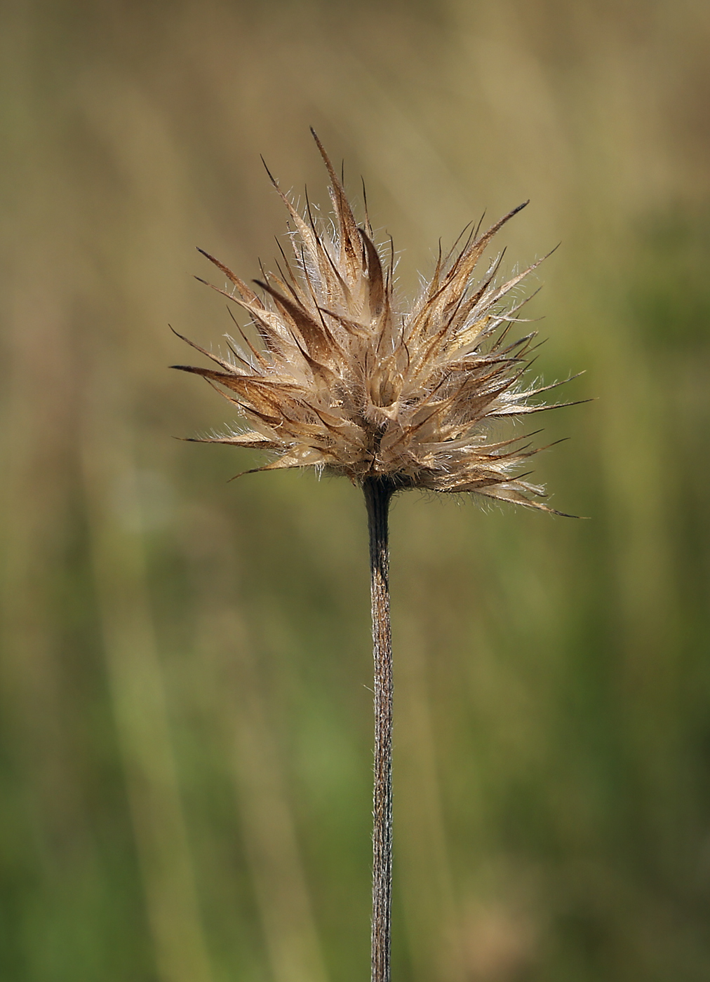 Image of Psoralea bituminosa ssp. pontica specimen.